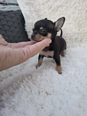 chihuahua mini toy - imagine 5