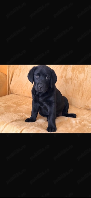 Pui Labrador Retriever
