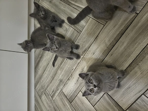 British shorthair - imagine 3