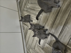 British shorthair - imagine 5