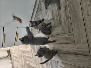 British shorthair - imagine 4