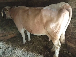 Vaca      de       vanzare !   
