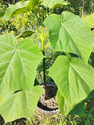 Paulownia de vanzare 