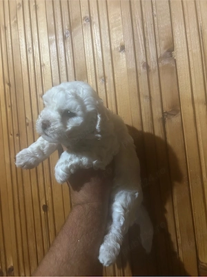 bichon maltez pur  - imagine 3