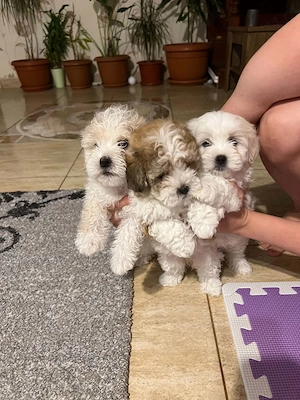 Catelusi Bichon