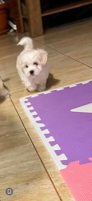 Bichon maltez cu carnet de vaccinari - imagine 4