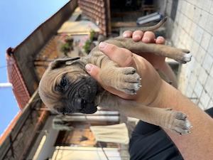 Pui - Cane Corso - imagine 2