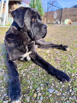 Pui - Cane Corso - imagine 5