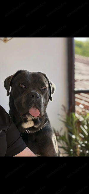 Pui - Cane Corso - imagine 4