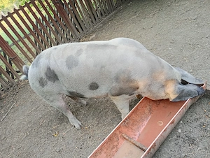 Porc de vânzare 