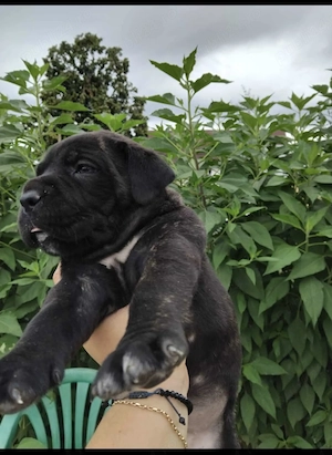 Cane Corso Disponibili - imagine 2