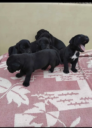 Cane Corso Disponibili - imagine 3