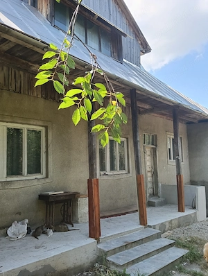 Teren 1.5 ha plus casa, sat Herina, la 15 km de Bistrita - imagine 2