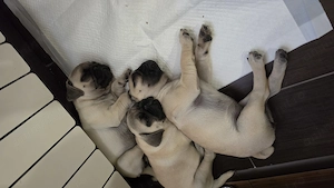 Pui mops rasa pura 7 sapt - imagine 3