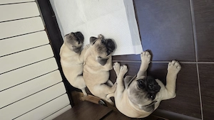 Pui mops rasa pura 7 sapt