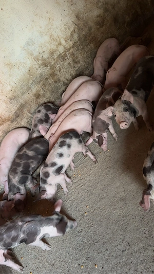 purceii de 8 saptamani intarcati