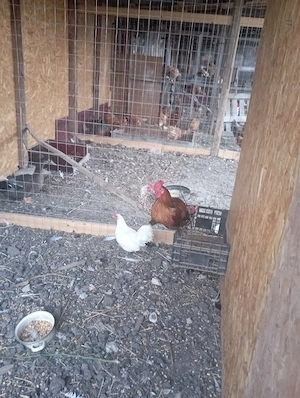 vînd trei găini americane și un cocoș găini pui rațe și iepuri  - imagine 3