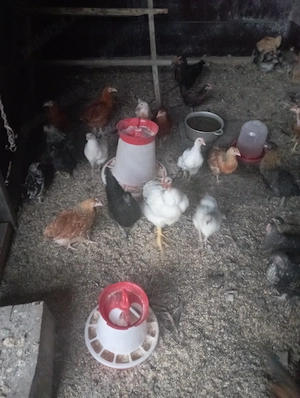 vînd trei găini americane și un cocoș găini pui rațe și iepuri 