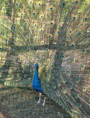 Familie pauni de 6 ani si un mascul de 1,5 ani
