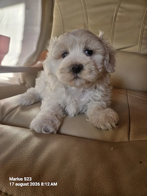 Vând Bichon Maltez 
