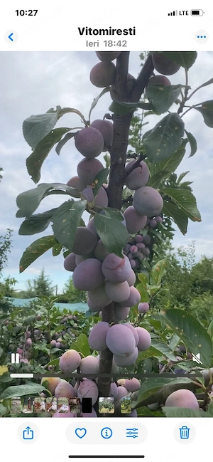 prune 2 lei kg