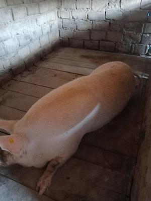 Vand scroafa de 350 kg