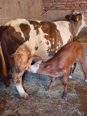 vând vacă mare cu vițel de 3 luni.