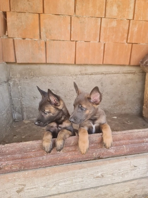 Belgian malinois  - imagine 2