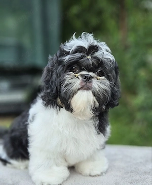  Shih Tzu cu pedigree FCI și certificat veterinar românesc.