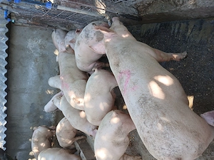 Porci si purcei