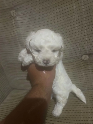 Bichon maltez avem fetiță și baietel  contacte - imagine 2