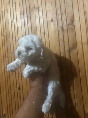 Bichon maltez avem fetiță și baietel  contacte - imagine 3