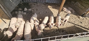 Purcei de vanzare