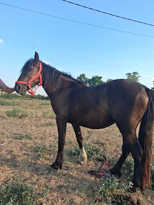 De vânzare iapă de 2 ani