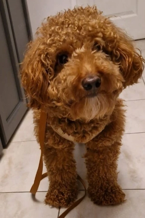 Cavapoo mascul  - imagine 2