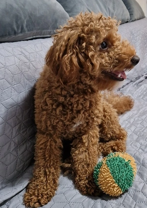 Cavapoo mascul  - imagine 3