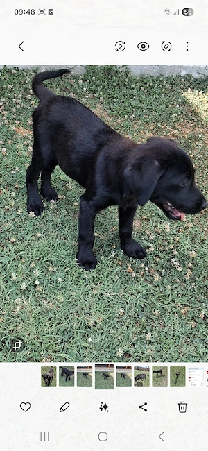 Labrador retriever 