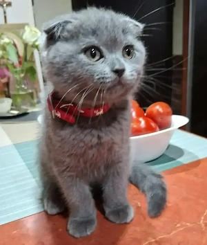 Vand pui Scottish fold
