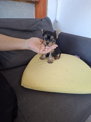 Yorkshire terrier toy - imagine 2