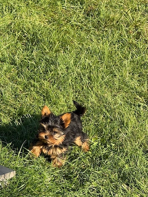 pui yorkshire terrier