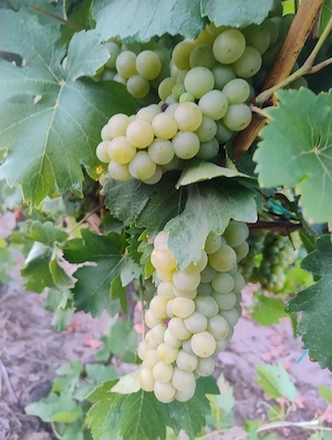Strugurii de vin