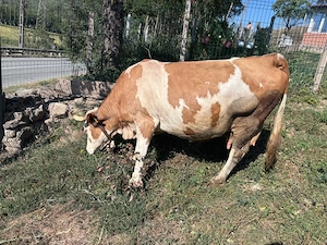 Vand vaca gestanta in 4 luni 