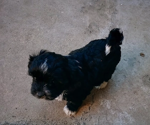 Bichon havanez - imagine 2
