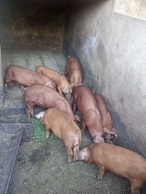 Duroc de vânzare!