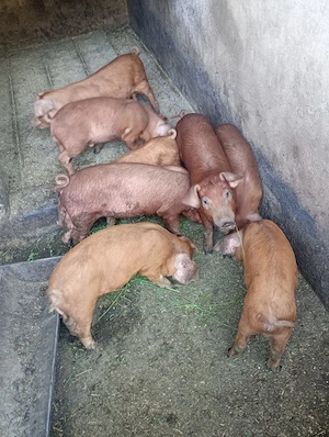 Duroc de vânzare! - imagine 5