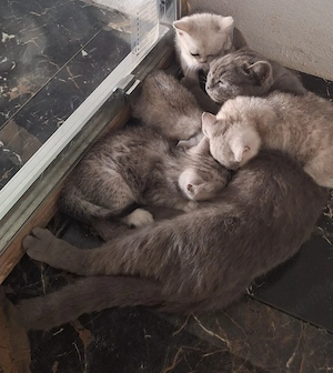 British shorthair albi - imagine 2