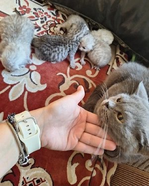 british shorthair gris   abli - imagine 4