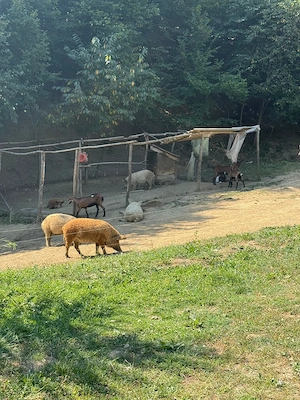 Scroafe gestante Mangalița  - imagine 2