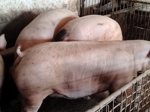 Porci mari de carne pic 220-250 kg