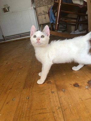 Pisicuti spre adoptie Crevedia Buftea, langa Bucuresti, ii putem aduce si acasa - imagine 3